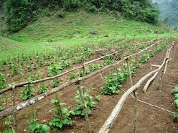 ສະຫລຸບ 10 ປີແຫ່ງການປະຕິບັດ ການສັບຊ້ອນ, ປ່ຽນໃໝ່ນິຄົມກະເສດ, ນິຄົມປ່າໄມ້